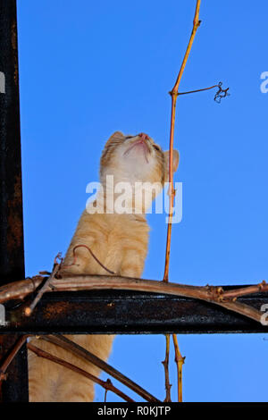 Nach oben Ausblick auf eine rostige - Weiß tabby Kätzchen, stehend auf einem Metallrahmen, blauer Himmel Hintergrund Stockfoto