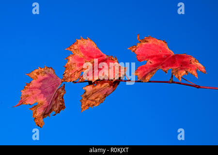 Drei grapevine Blätter auf einem Zweig, Lila Rot und teilweise trocken, blauer Himmel Stockfoto