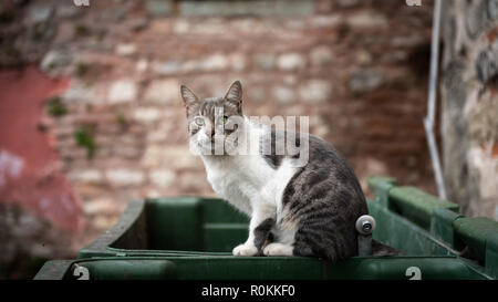 Streunende Katzen in Istanbul Stockfoto