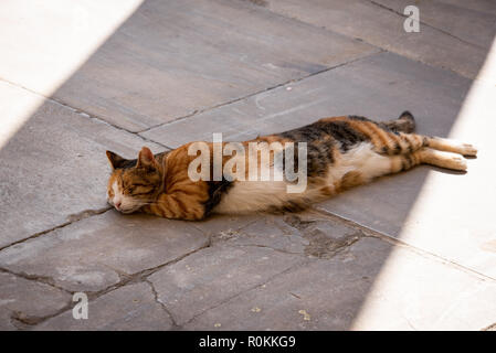 Streunende Katzen in Istanbul Stockfoto