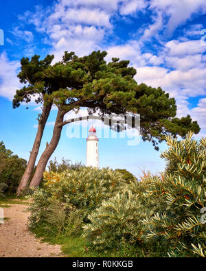 Leuchtturm unter Baum auf der Insel Hiddensee in der Ostsee, Deutschland Stockfoto