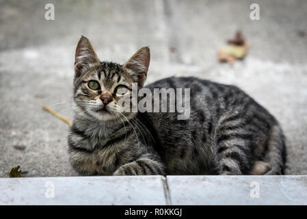 Streunende Katzen in Istanbul Stockfoto