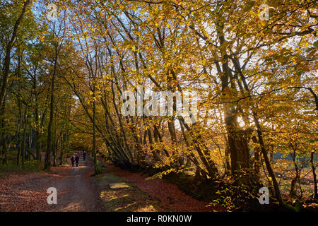 Wanderer auf "Byway offen für alle Verkehr' auf Leith Hill. Coldharbour, Surrey, England. Stockfoto