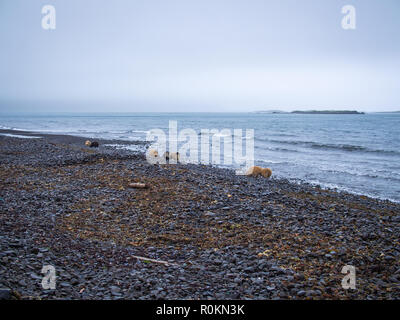 Schafe im Atlantic Ocean Beach in Island Stockfoto