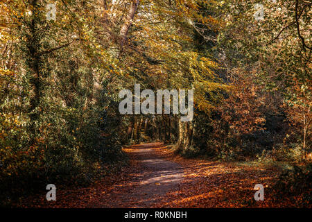 Herbst Herbstfarben im Wald rund um das Belvedere House Gardens & Park in Mullingar, Irland Stockfoto