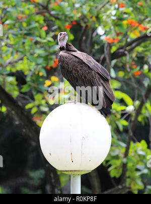 Hooded Vulture (Necrosyrtes monachus) in Gambia, selektiven Fokus Stockfoto