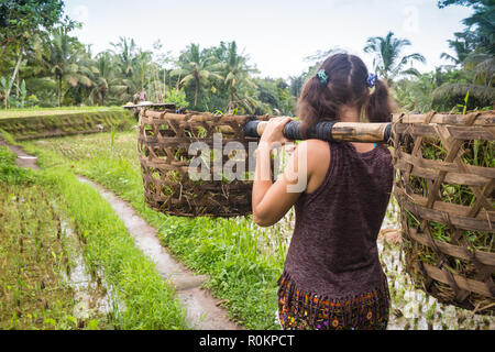 Touristische Mädchen hilft Bauern Reis zu sammeln, trägt gesammelt Reis in zwei Körbe. In der Mitte der Reisfelder in Ubud, Bali, Indonesien. Stockfoto