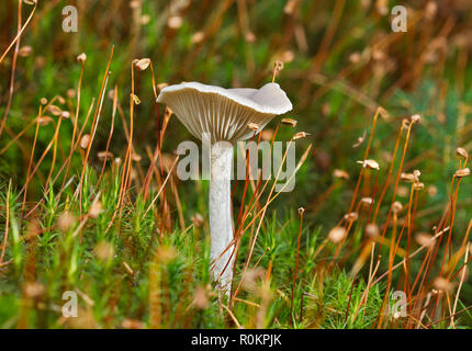 Kleine weiße Pilz, wahrscheinlich eine Clitocybe Arten, zwischen Saatgut Leiter der Haare Moss Stockfoto