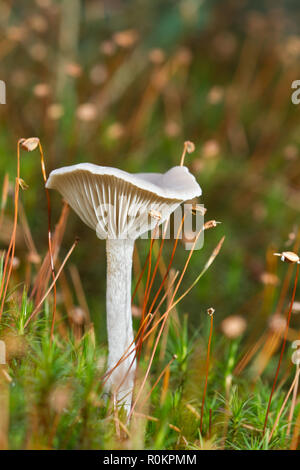 Kleine weiße Pilz, wahrscheinlich eine Clitocybe Arten, zwischen Saatgut Leiter der Haare Moss Stockfoto