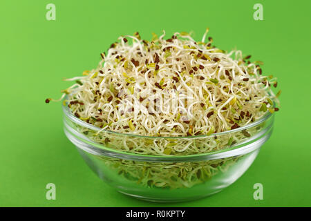 Schließen Sie herauf frische mung Bean microgreen Salat Sprossen in Glasschale auf grünem Hintergrund mit Kopie Raum, Hohe Betrachtungswinkel Stockfoto