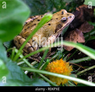 Grasfrosch, die in der Nähe von kleinen Teich im städtischen Haus Garten. Stockfoto