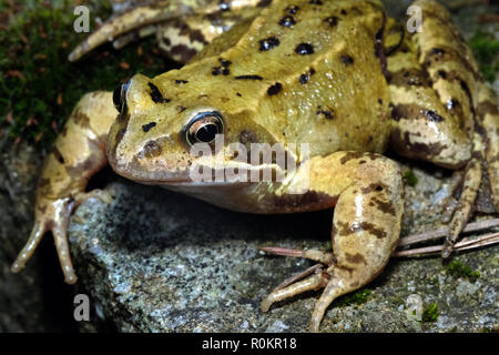 Grasfrosch, die in der Nähe von kleinen Teich im städtischen Haus Garten. Stockfoto