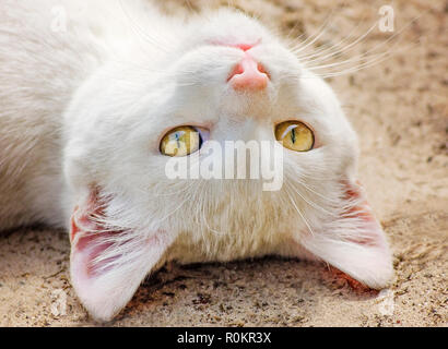 Henry, eine 1-jährige inländische kurzhaarigen Katze, rollt über im Schmutz, 6. März 2017, in Coden, Alabama. Stockfoto