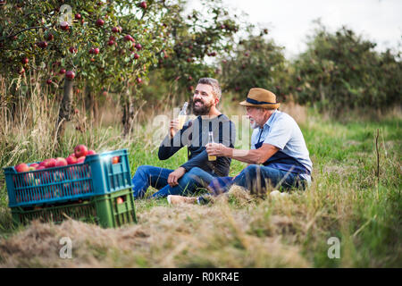 Ein älterer Mann mit erwachsenen Sohn trinken Cider in Apple Orchard im Herbst. Stockfoto
