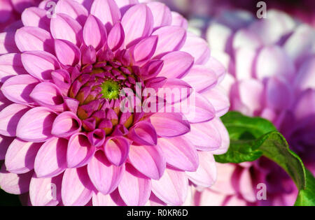 Dahlia barbara Sorte, close-up hell rosa Chrysanthemen Groß, dunkel lila Herz nach und nach leichter bis in die Spitzen der Blütenblätter einer Blume Stockfoto