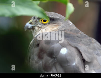 Weibliche Sparrow Hawking auf der Suche nach Beute in städtischen Haus Garten. Stockfoto