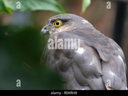 Weibliche Sparrow Hawking auf der Suche nach Beute in städtischen Haus Garten. Stockfoto