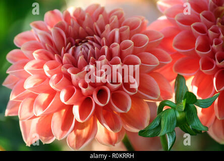 Dahlie Linda s Baby Sorte, closeup hellen zarten lachsfarbenen Chrysantheme im Sonnenlicht, eine Knospe, neben dem grünen Blätter, sehr schön Stockfoto