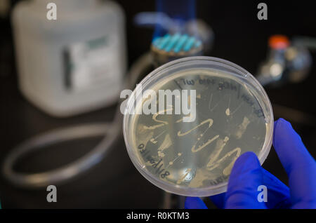 E Coli bakterielle Kultur auf die Kultur der Platte Stockfoto