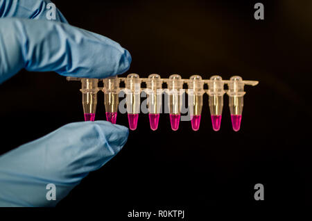 PCR-Röhrchen mit Reagenzien Holding in der Hand auf schwarzem Hintergrund Stockfoto