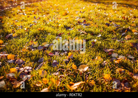 Gefallenen Blätter im Herbst auf Gras bei warmen Sonnenuntergang. Saisonale Hintergrund. Stockfoto