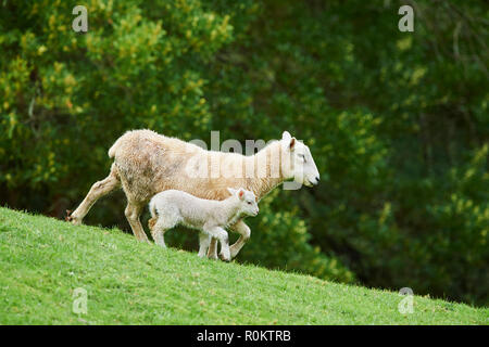 Merino Schafe (Ovis sp.), Dam mit Lamm auf einer Wiese, Australien Stockfoto