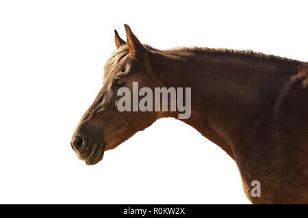 Porträt eines Pferdes mit einem hellen Mähne im Profil auf einem w isoliert Stockfoto