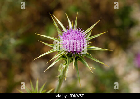 Blume des Carduus marianus (Silybum marianum), qark Vlora, Albanien Stockfoto