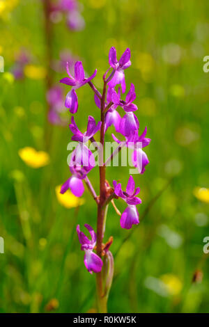 Lax-blühenden (Anacamptis laxiflora), Korab-Koritnik natur park Park, qark Kukes, Albanien Stockfoto