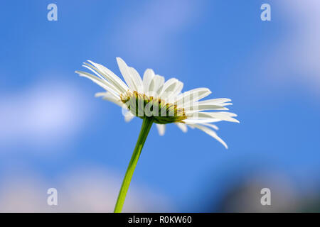 Blume des Ox-eye Daisy (Leucanthemum vulgare) von unten, Albanien Stockfoto