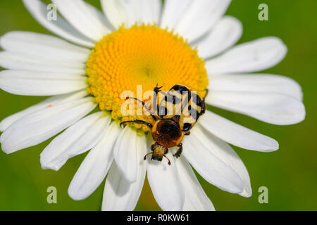 Bee Käfer (Trichius fasciatus), auf Blume von Ox-eye Daisy (Leucanthemum vulgare), Valbona Nationalpark, Albanischen Alpen, Albanien Stockfoto