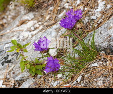 Edraianthus graminifolius serpyllifolius (edraianthus) Blüten auf Rock, Theth Nationalpark, Albanischen Alpen, Albanien Stockfoto