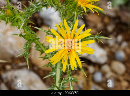 Gemeinsame goldene Distel (Scolymus hispanicus), Albanien Stockfoto
