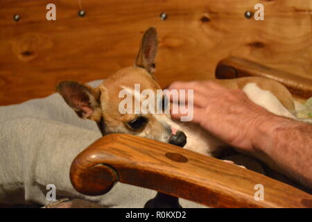 Mountain Feist hund Verlegung auf ihre Besitzer Runde immer etwas Liebe. Stockfoto