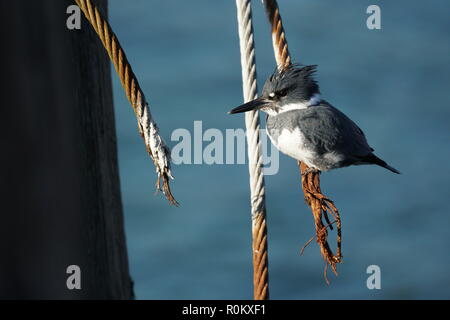 Nahaufnahme eines männlichen belted Kingfisher sitzen auf einem Draht in der Nähe des Meeres Stockfoto