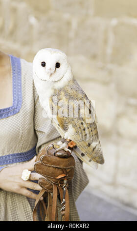 Wilde Eule geschult, Detail von einem wilden Vogel für zeigt geschult, großer Vogel Stockfoto