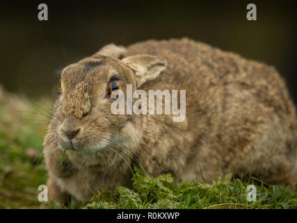 Kaninchen, große, wilde, erwachsene Kaninchen in natürlichen Lebensraum auf der Insel Lunga, Schottland, Großbritannien. Nach links. Wissenschaftlicher Name: Oryctolagus cuniculus Stockfoto