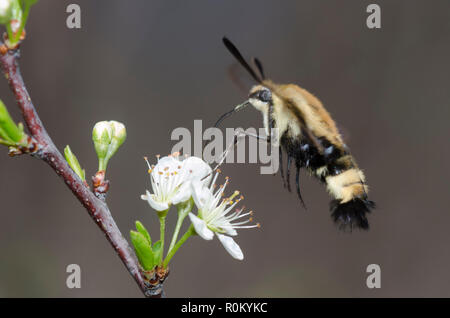 Snowberry Clearwing, Hemaris diffinis, im Flug und nectaring von Wild Plum, Prunus sp. Stockfoto