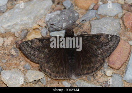 Juvenal Duskywing, Gesta juvenalis, männlich Stockfoto