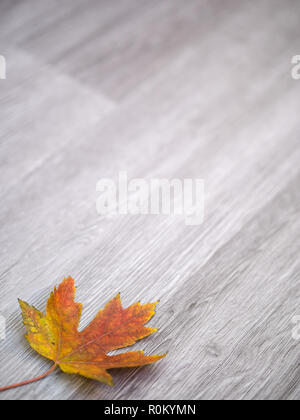 Ein echter maple leaf mit einem Farbverlauf von Rot, orange und Gelb Farben Festlegung in der Ecke auf einem grauen Holz Textur Hintergrund für den Herbst isoliert. Stockfoto