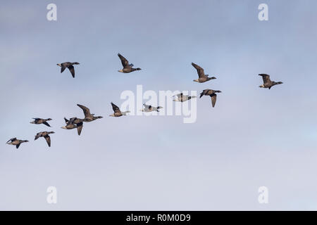 Knäuel Ringelgänse über den Himmel Stockfoto