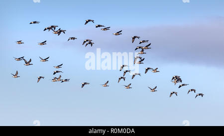 Knäuel Ringelgänse über den Himmel Stockfoto