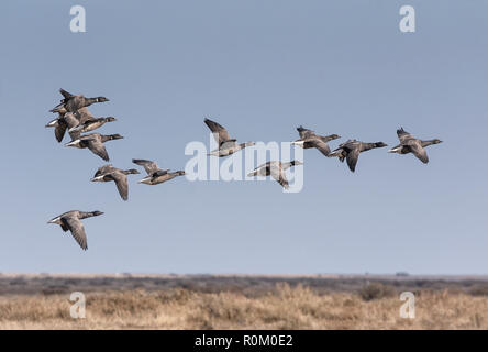 Knäuel Ringelgänse über den Himmel Stockfoto