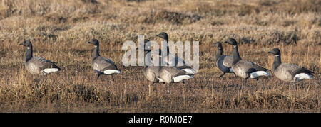 Ringelgänse auf den Norfolk Sümpfe, East Anglia, Großbritannien Stockfoto