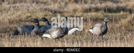 Ringelgänse auf den Norfolk Sümpfe, East Anglia, Großbritannien Stockfoto