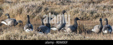 Ringelgänse auf den Norfolk Sümpfe, East Anglia, Großbritannien Stockfoto