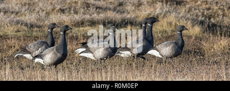 Ringelgänse auf den Norfolk Sümpfe, East Anglia, Großbritannien Stockfoto