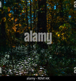 Hintergrundbeleuchtung Sträucher der Preiselbeere, Cowberry oder Vaccinium Vitis-Idaea am Nachmittag Wald. Herbstliche Farben, Wechsel der Jahreszeiten Konzept. Stockfoto