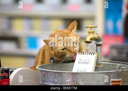 Katze trinken aus der Ritus im Regen Anzeige in einem Baumarkt in Baker City, Oregon. Stockfoto