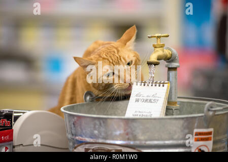 Katze trinken aus der Ritus im Regen Anzeige in einem Baumarkt in Baker City, Oregon. Stockfoto